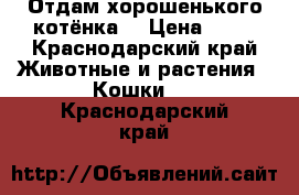 Отдам хорошенького котёнка  › Цена ­ 10 - Краснодарский край Животные и растения » Кошки   . Краснодарский край